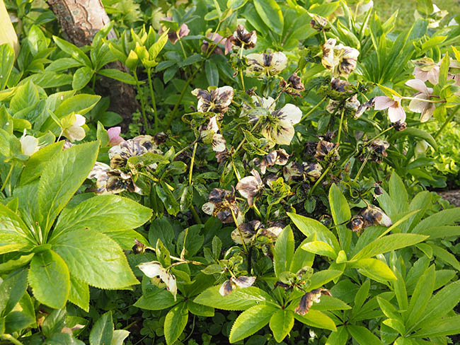 Helleborus net necrosis virus (HeNNV)