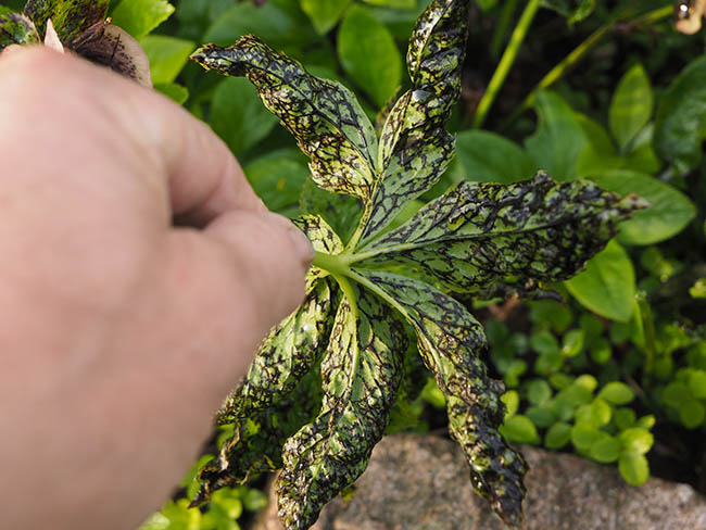 Helleborus net necrosis virus (HeNNV)