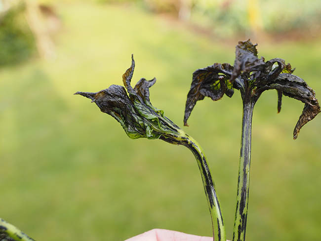 Helleborus net necrosis virus (HeNNV)