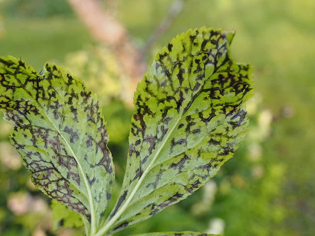Helleborus net necrosis virus (HeNNV)
