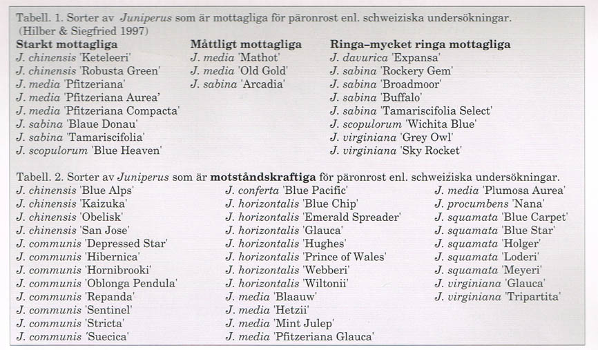 Enebr sorter