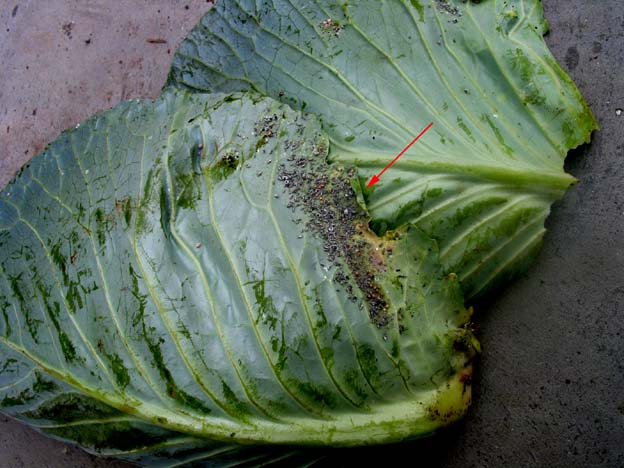 Brevicoryne brassicae