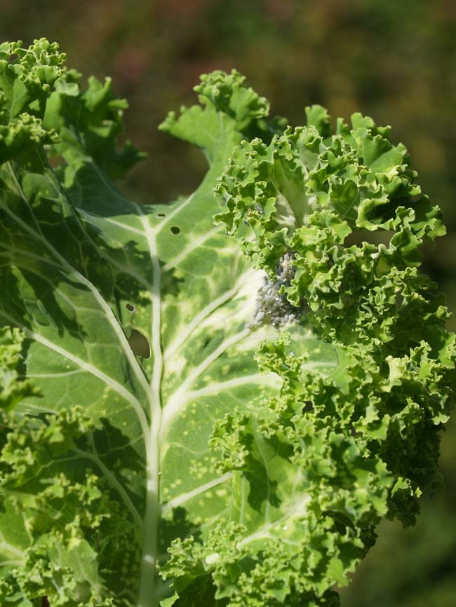 Brevicoryne brassicae