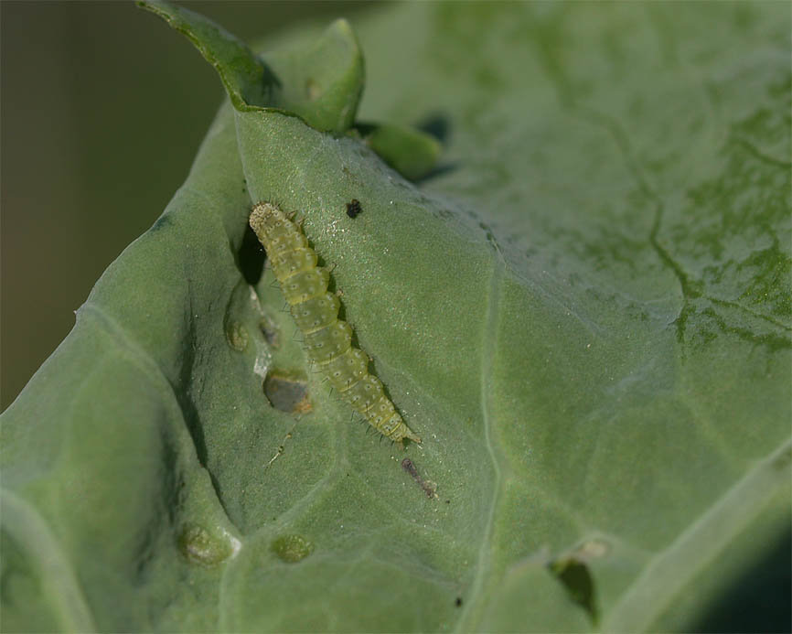 Plutella xylostella