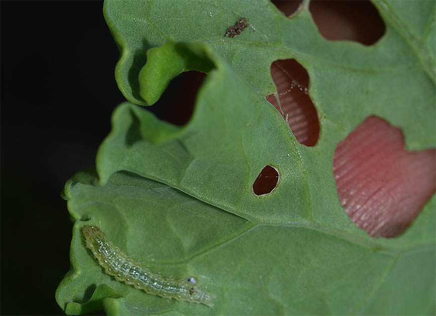 Plutella xylostella