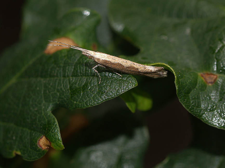 Plutella xylostella