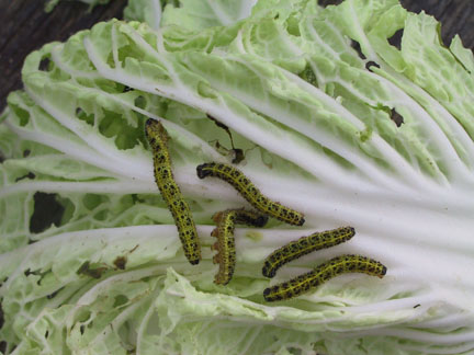 Pieris brassicae