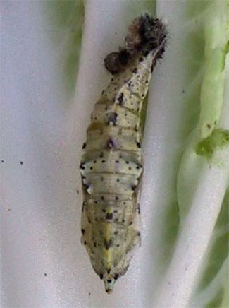 Pieris brassicae