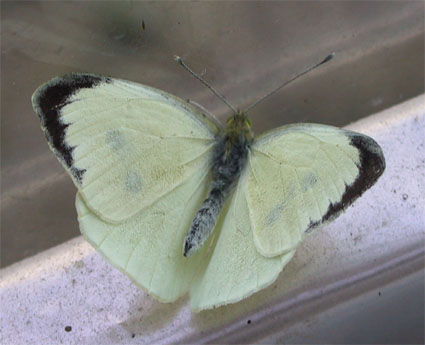 Pieris brassicae