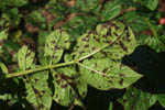 Alternaria solani