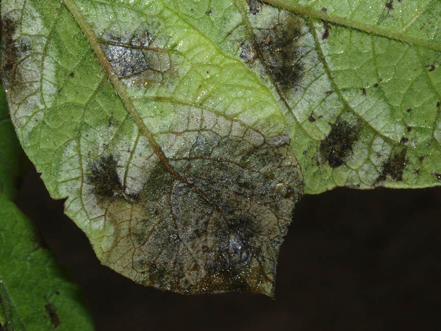 Phytophtora infestans