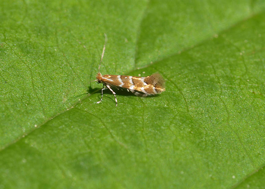 Caliroa annulipes