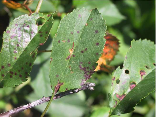 Blumeriella japii