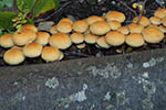 Hypholoma fasciculare