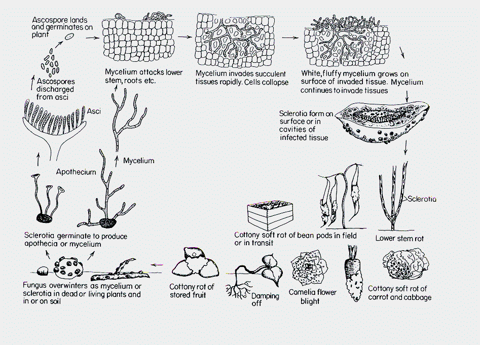 Sclerotinia sclerotiorum