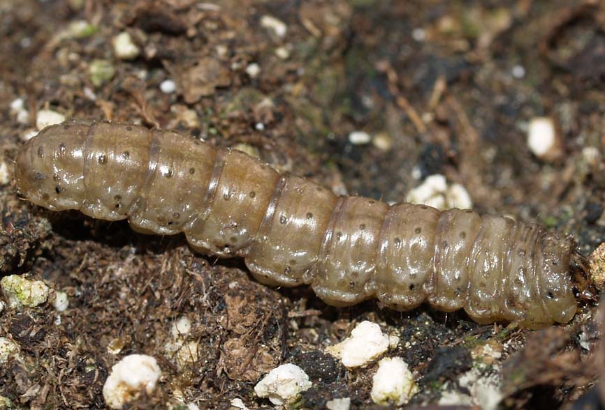 Agrotis segetum