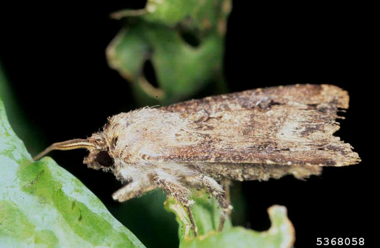 Agrotis segetum