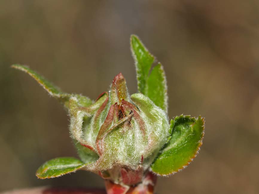 Hedya nubiferana