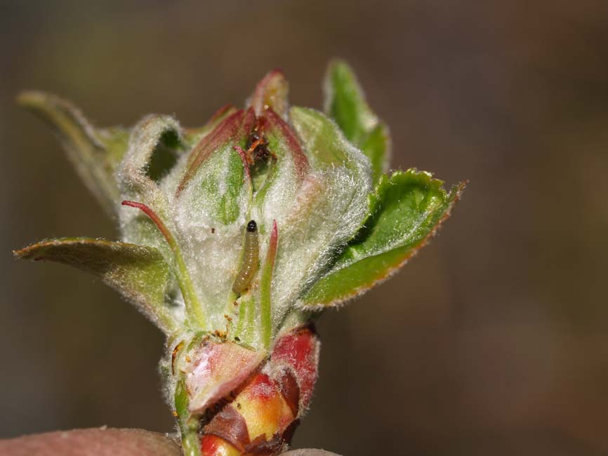 Hedya nubiferana