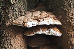 Ganoderma pfeifferi