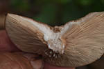 Lactarius glyciosmus