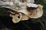 Helvella crispa