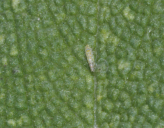 Eupteryx decemnotata