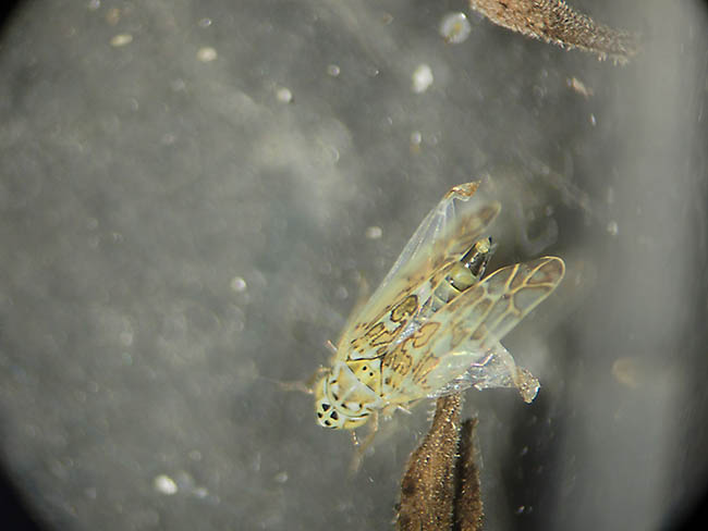 Eupteryx decemnotata