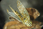 Eupteryx decemnotata