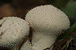 Lycoperdon perlatum