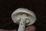 Amanita citrina var.citrina