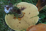 Suillus grevillei