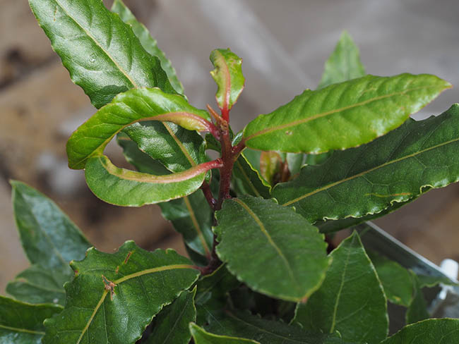 Lauritrioza alacris