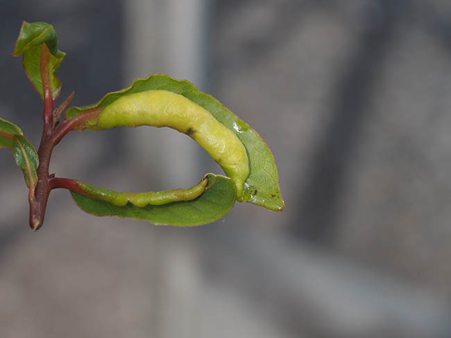 Lauritrioza alacris