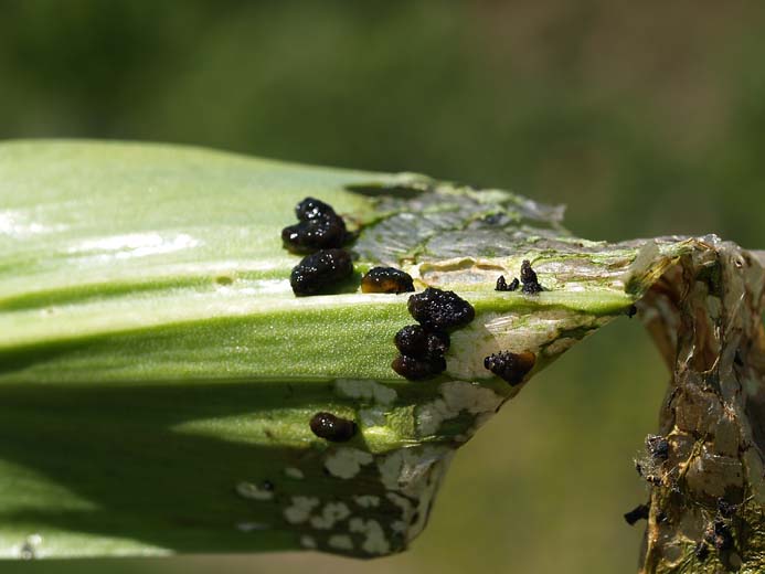 Lilioceris lilii