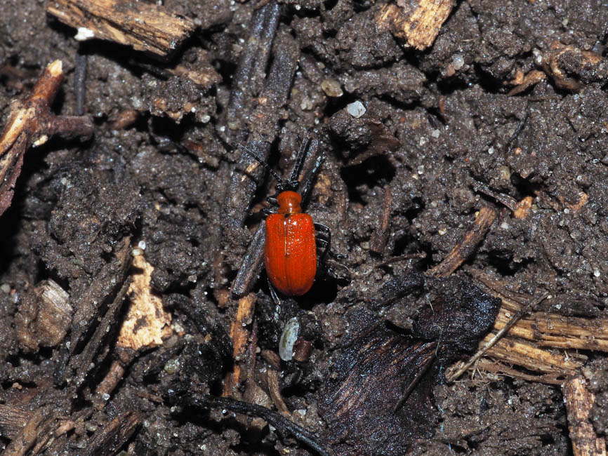 Lilioceris lilii