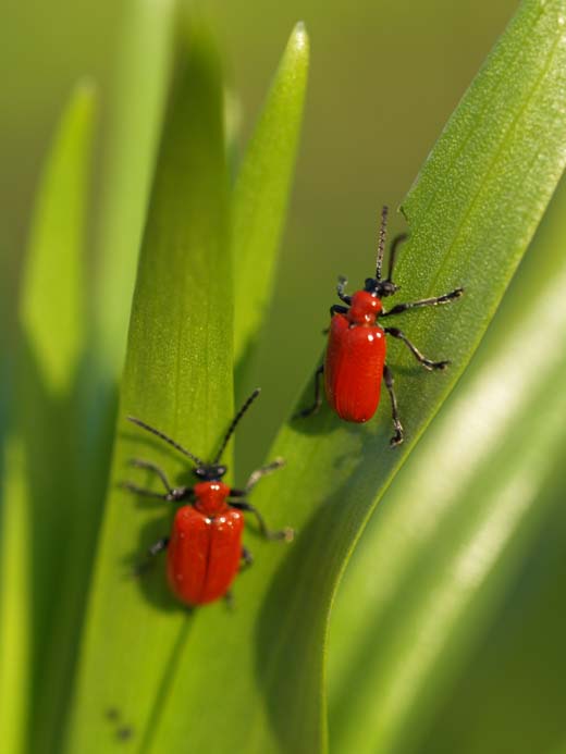 Lilioceris lilii