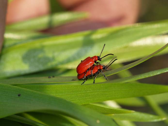 Lilioceris lilii