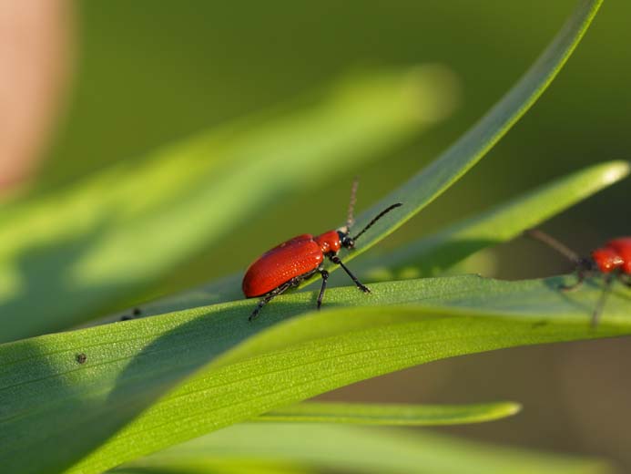 Lilioceris lilii