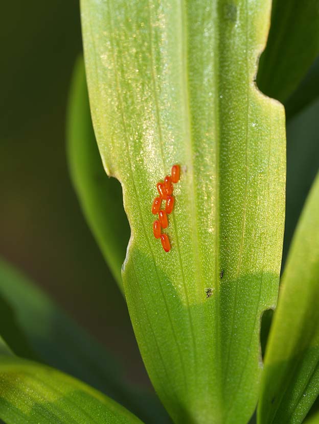 Lilioceris lilii