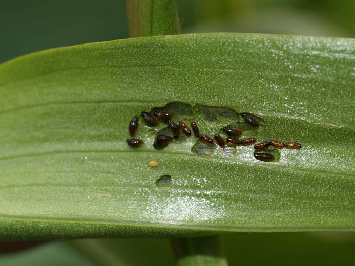 Lilioceris lilii