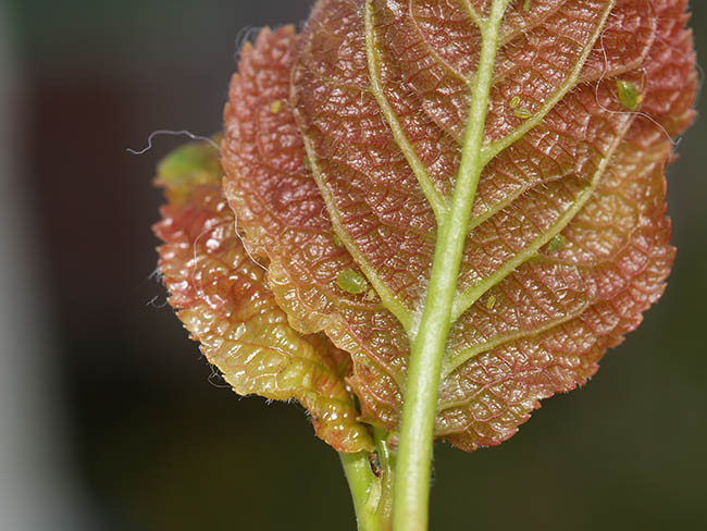 Brachycaudus helichrysi