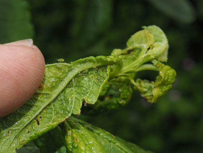 Brachycaudus helichrysi