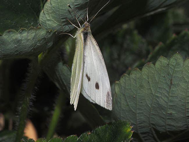 Pieris brassicae