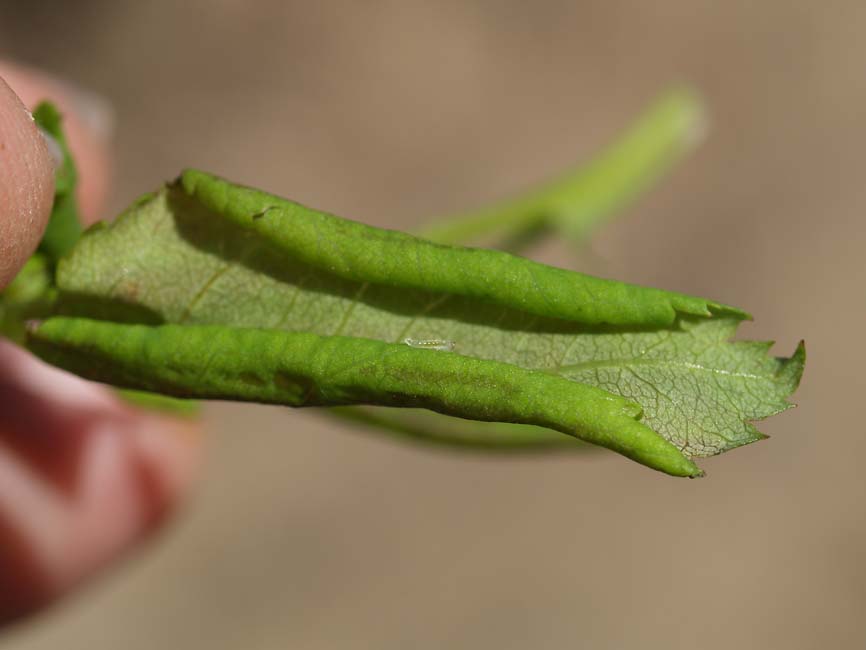 Blennocampa phyllocolpa