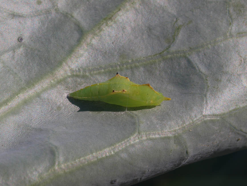 Pieris brassicae