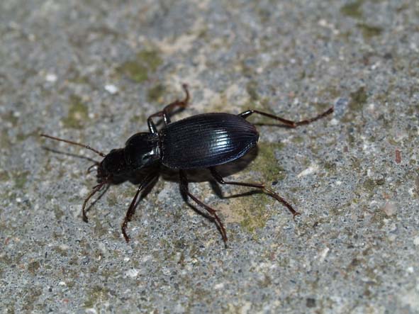 Carabidae