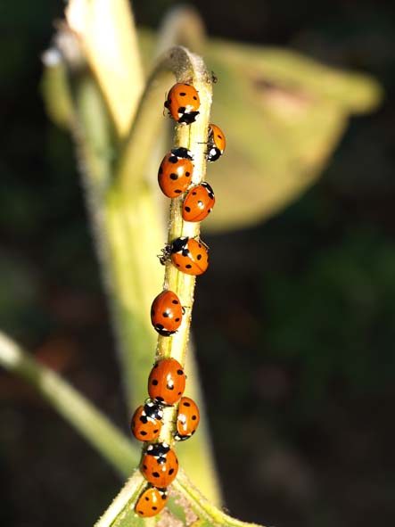 Coccinella septempunctata