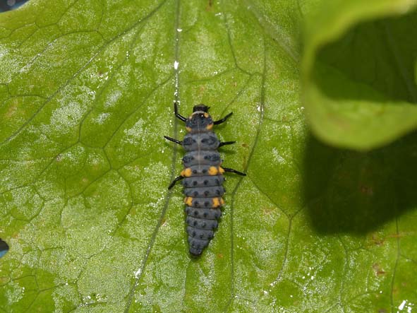 Coccinella septempunctata