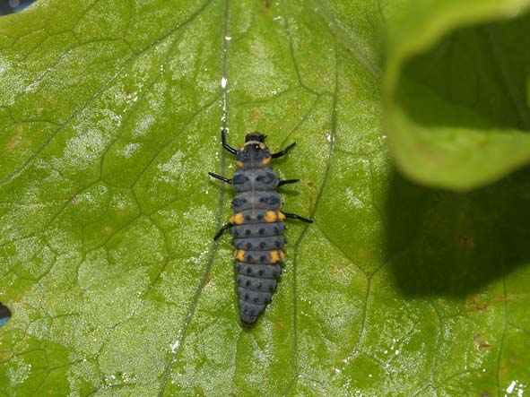 Coccinella septempunctata 